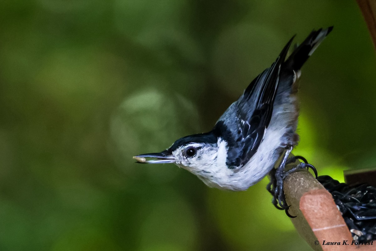 White-breasted Nuthatch - ML621064457