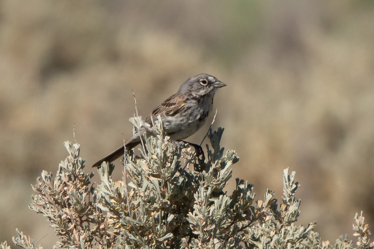 Sagebrush Sparrow - ML621064493