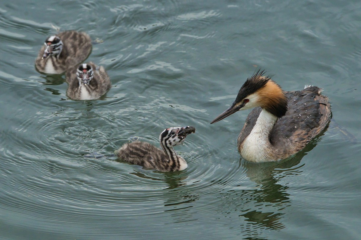 Great Crested Grebe - ML621064495