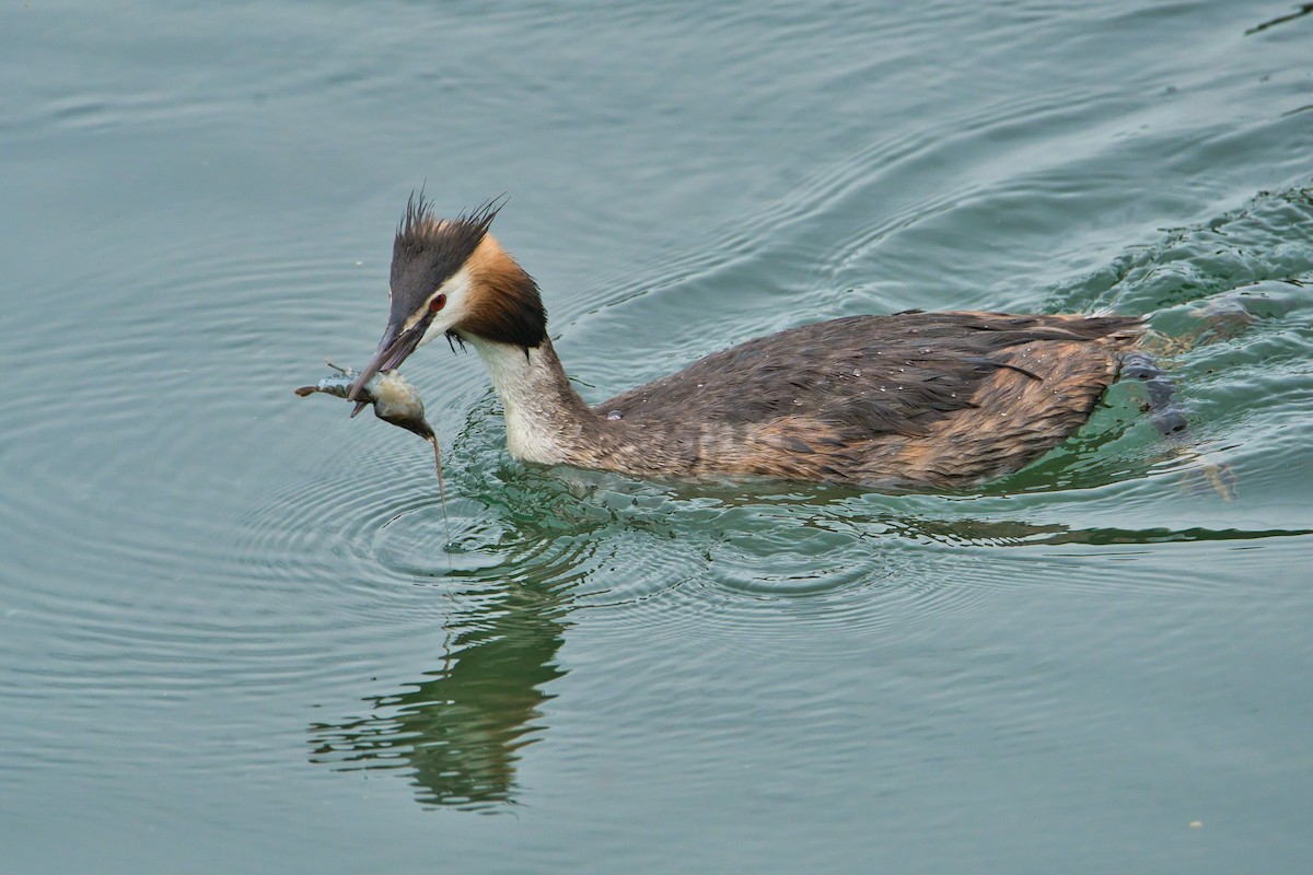 Great Crested Grebe - ML621064498