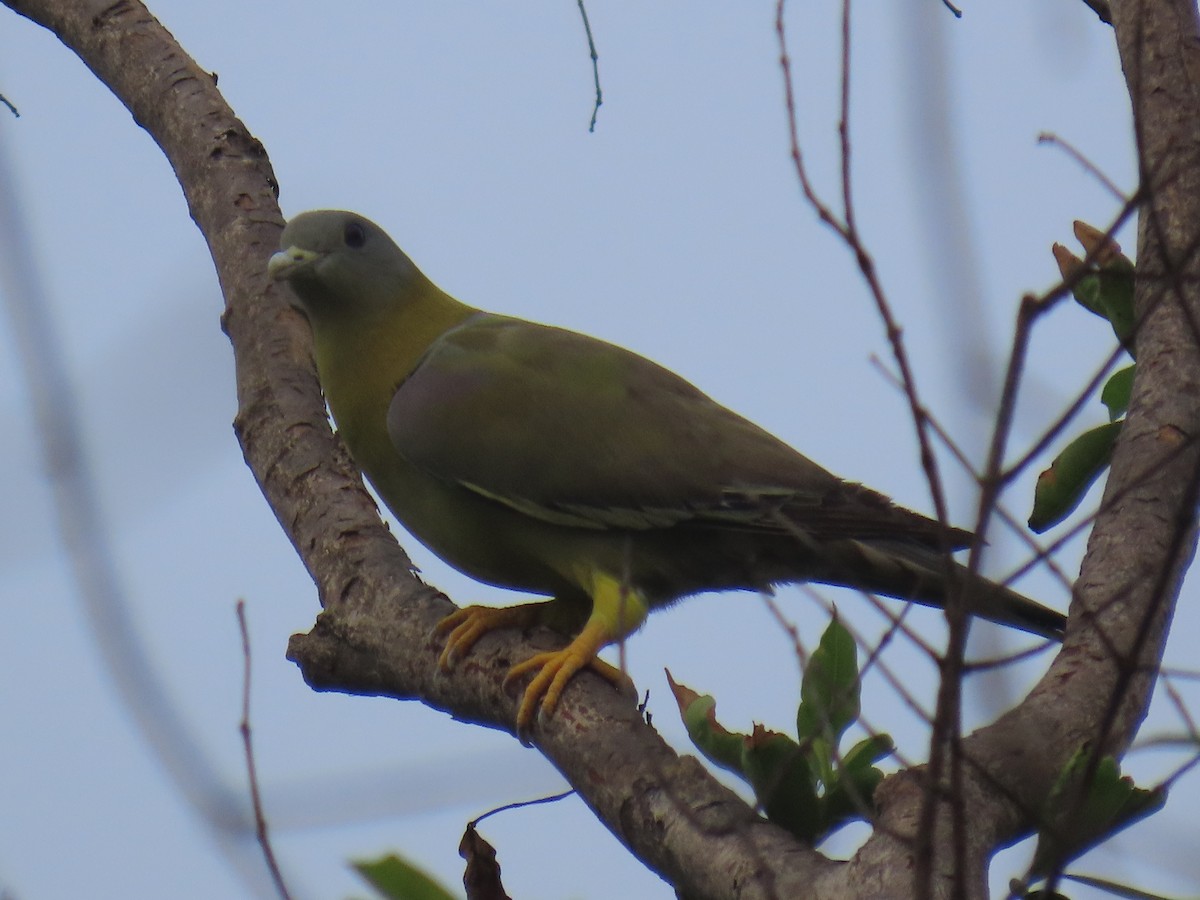 Yellow-footed Green-Pigeon - ML621064501