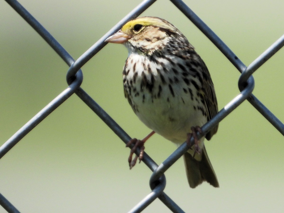 Savannah Sparrow - ML621064507