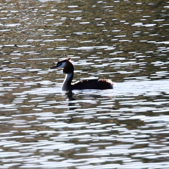 Great Crested Grebe - ML621064549