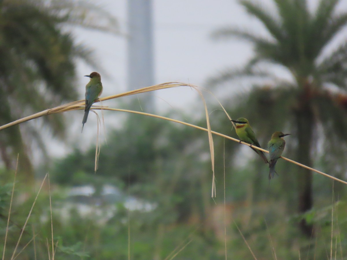 Asian Green Bee-eater - ML621064574