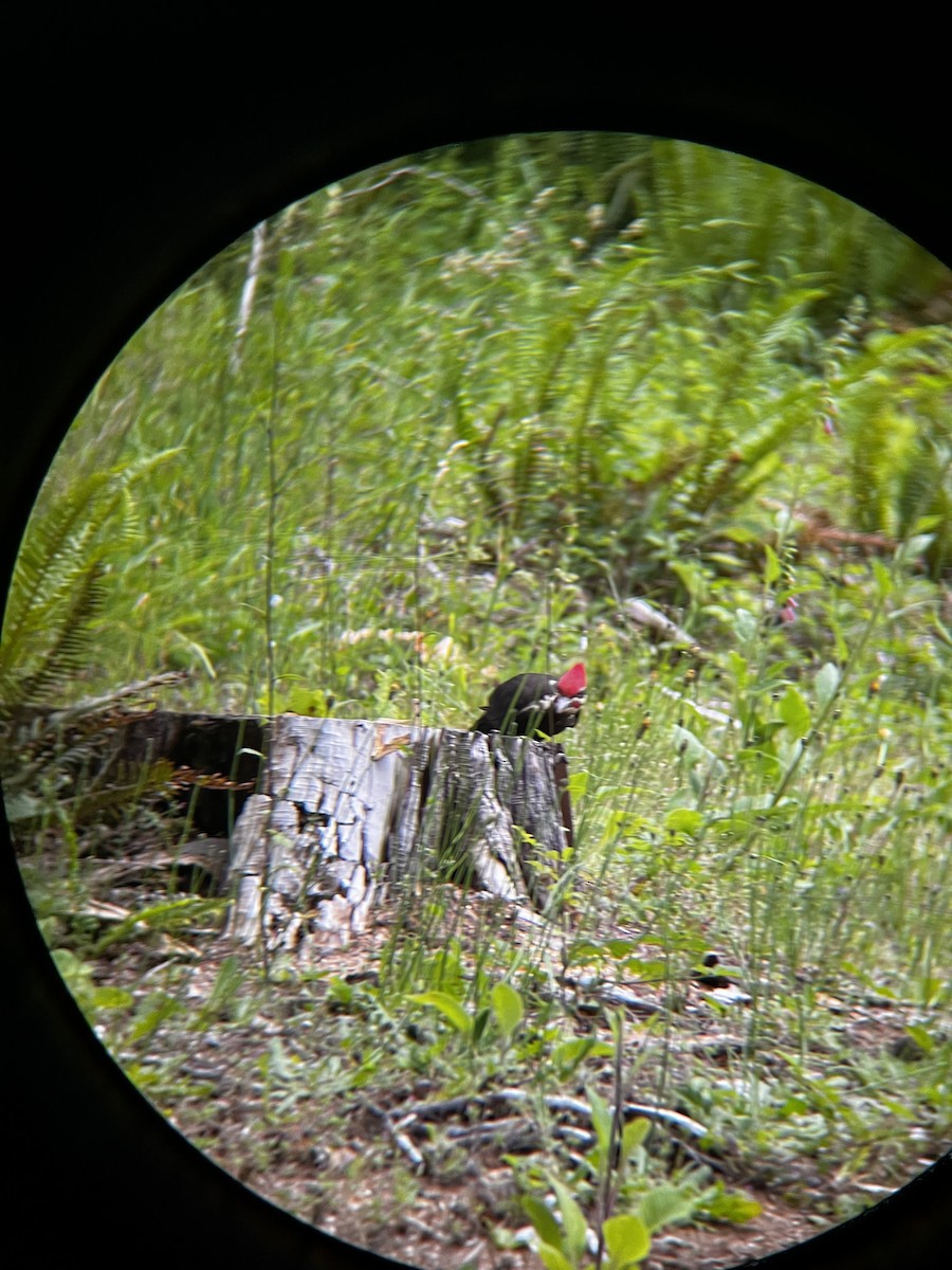 Pileated Woodpecker - ML621064594
