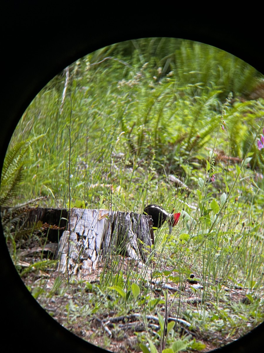 Pileated Woodpecker - ML621064596
