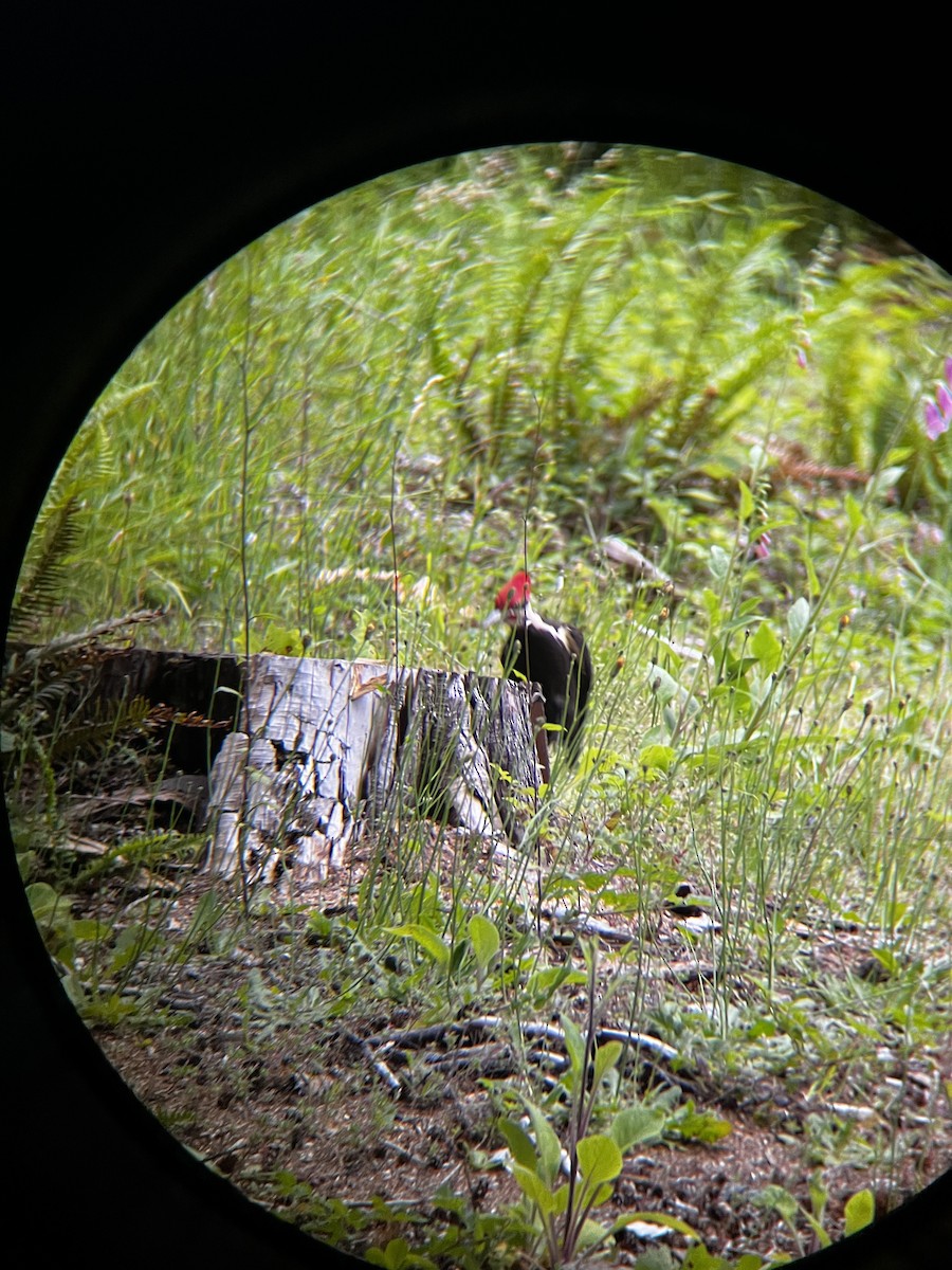 Pileated Woodpecker - ML621064598