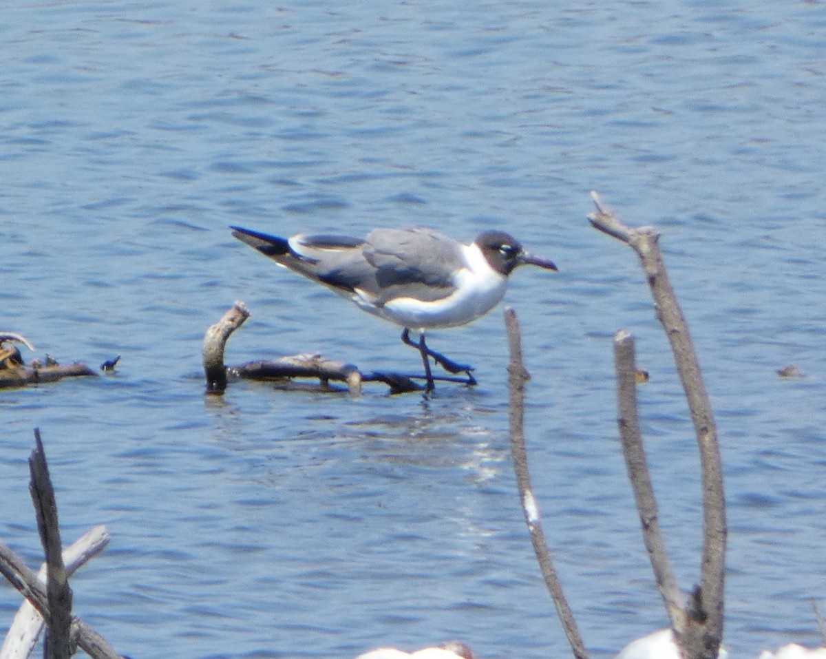 Laughing Gull - Raaland Burke