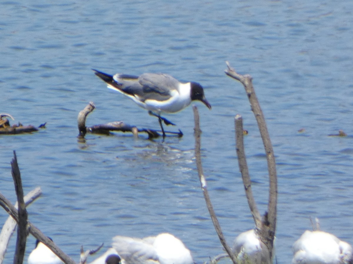 Laughing Gull - ML621064635