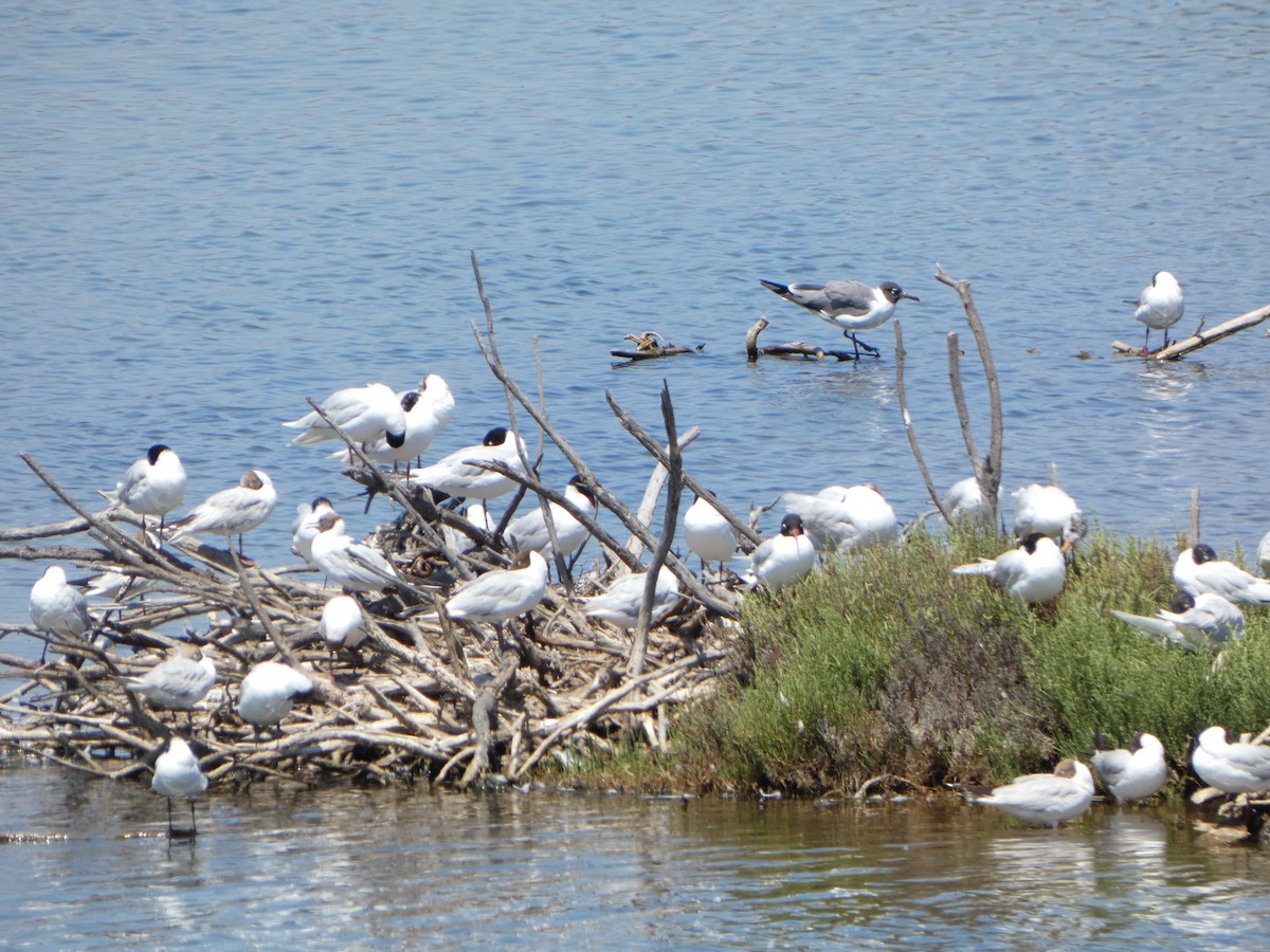 Laughing Gull - ML621064637