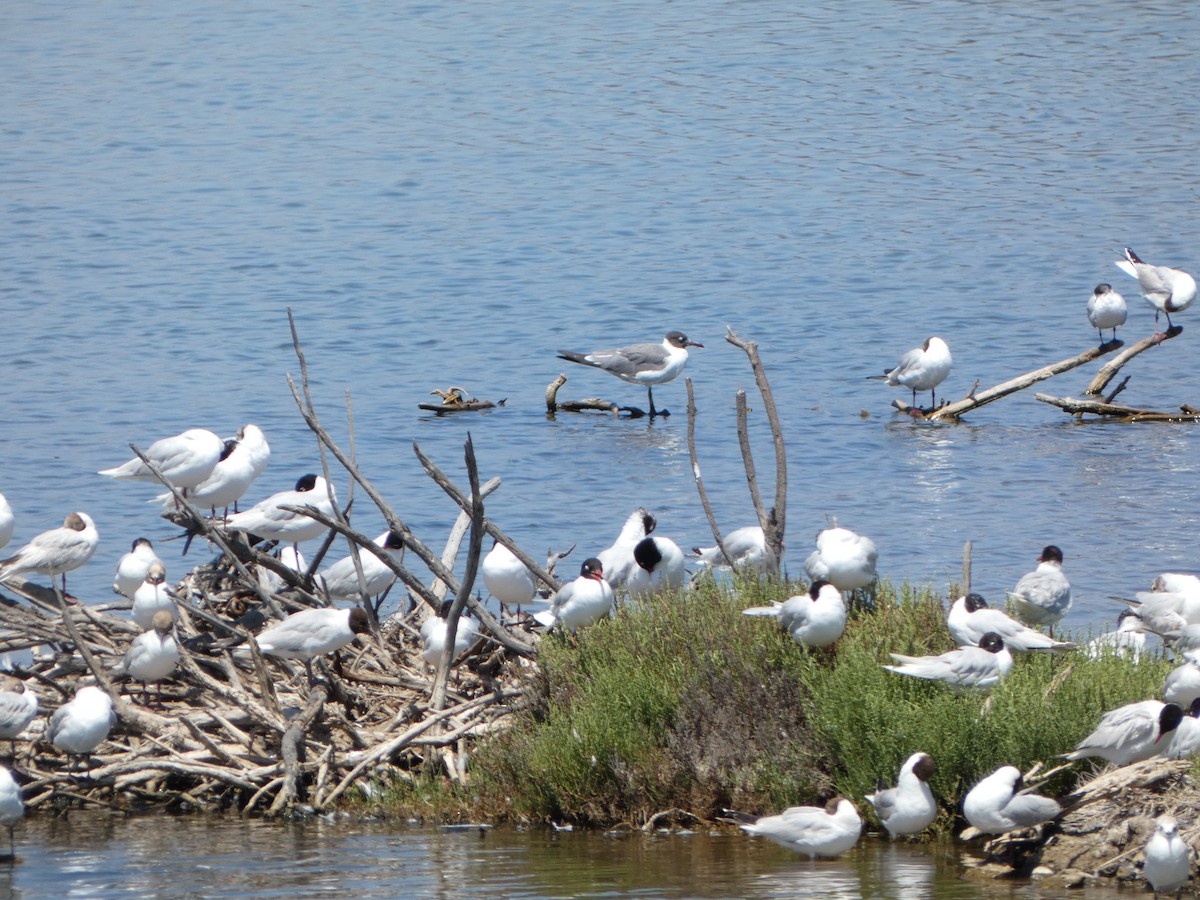 Laughing Gull - ML621064639