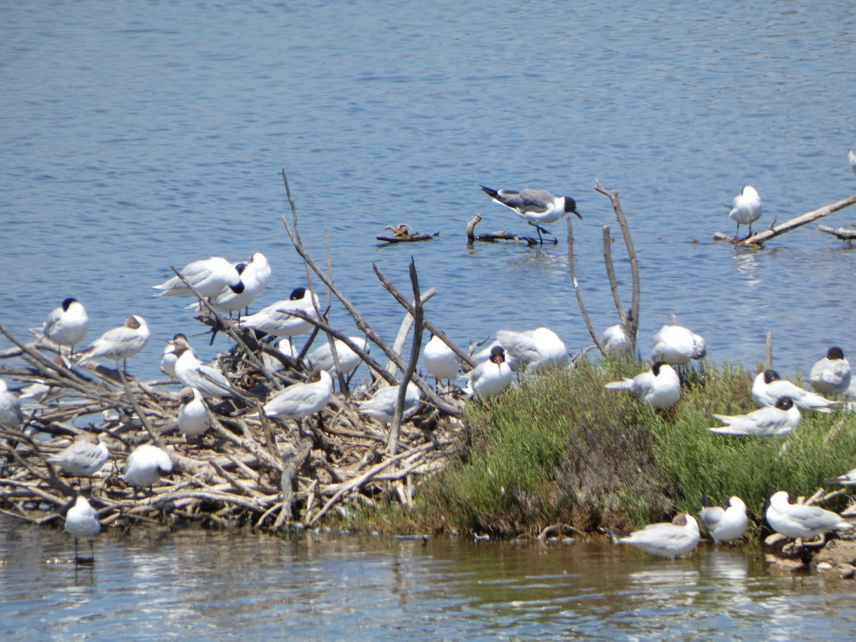 Laughing Gull - ML621064640