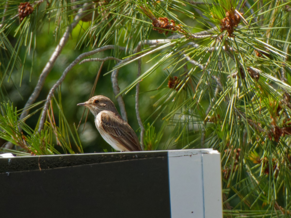 Spotted Flycatcher - ML621064647