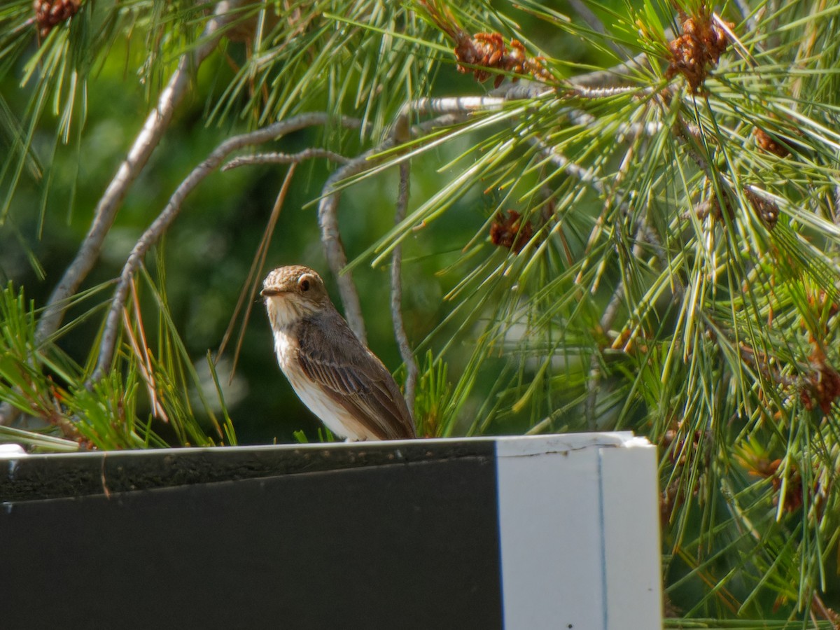 Spotted Flycatcher - ML621064648