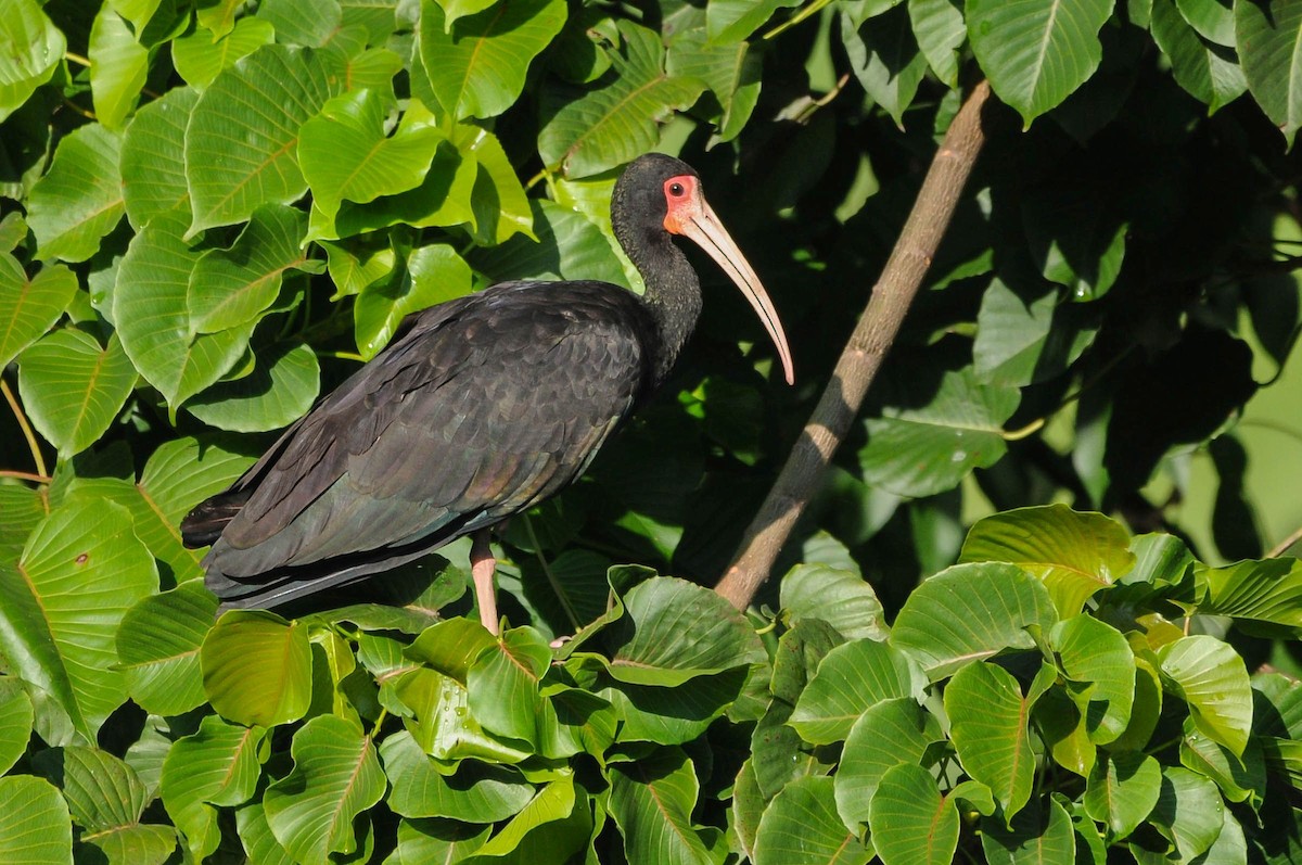ibis tmavý - ML621064657