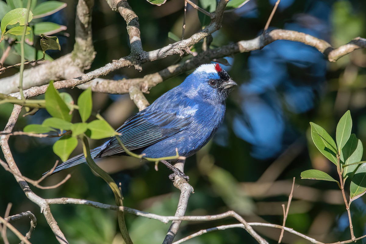 Diademed Tanager - ML621064658