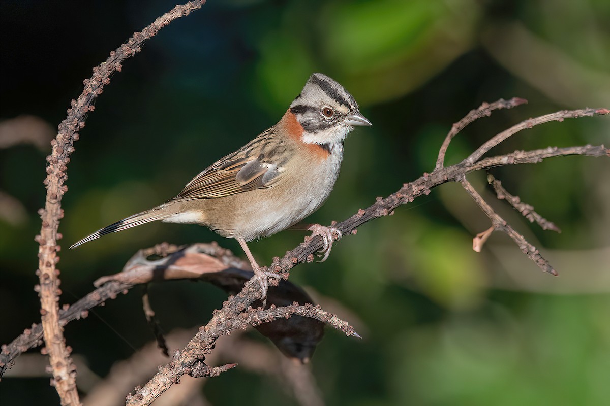 Rufous-collared Sparrow - ML621064662