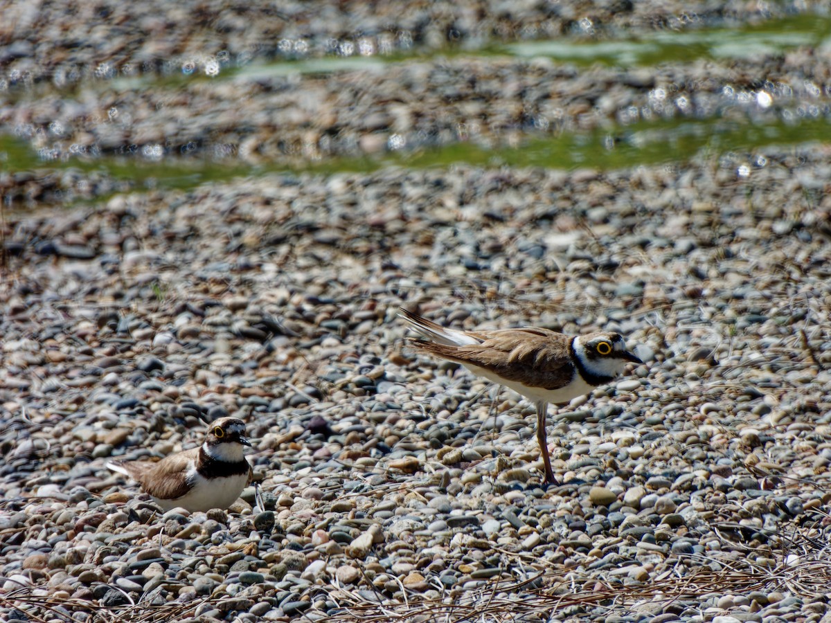 小環頸鴴 - ML621064670