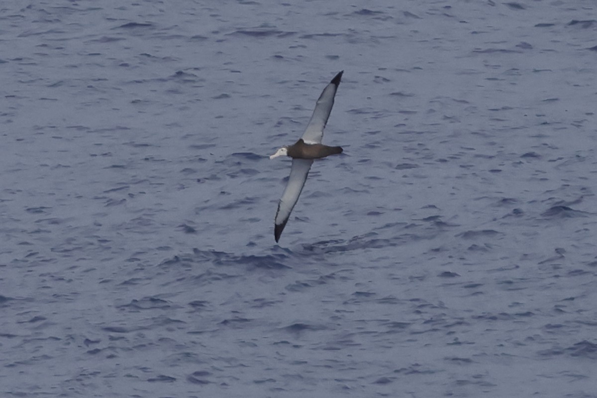 Antipodean Albatross (Gibson's) - ML621064684