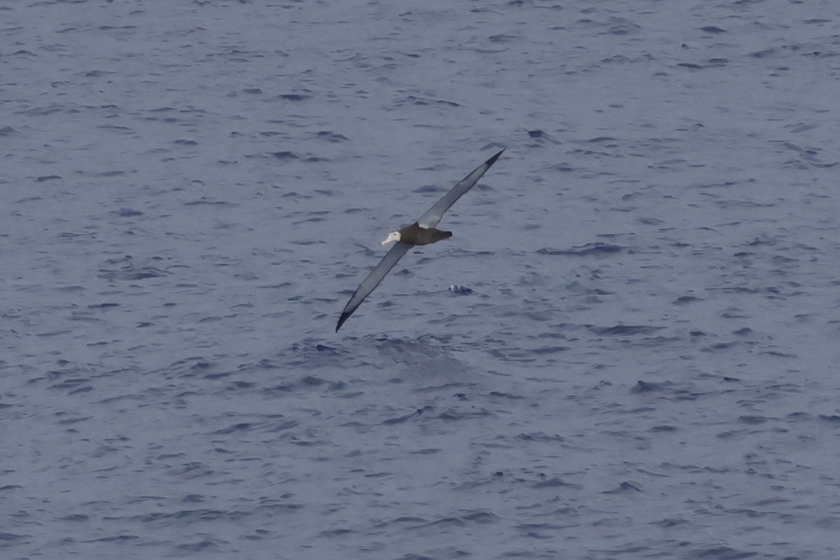 Antipodean Albatross (gibsoni) - ML621064685