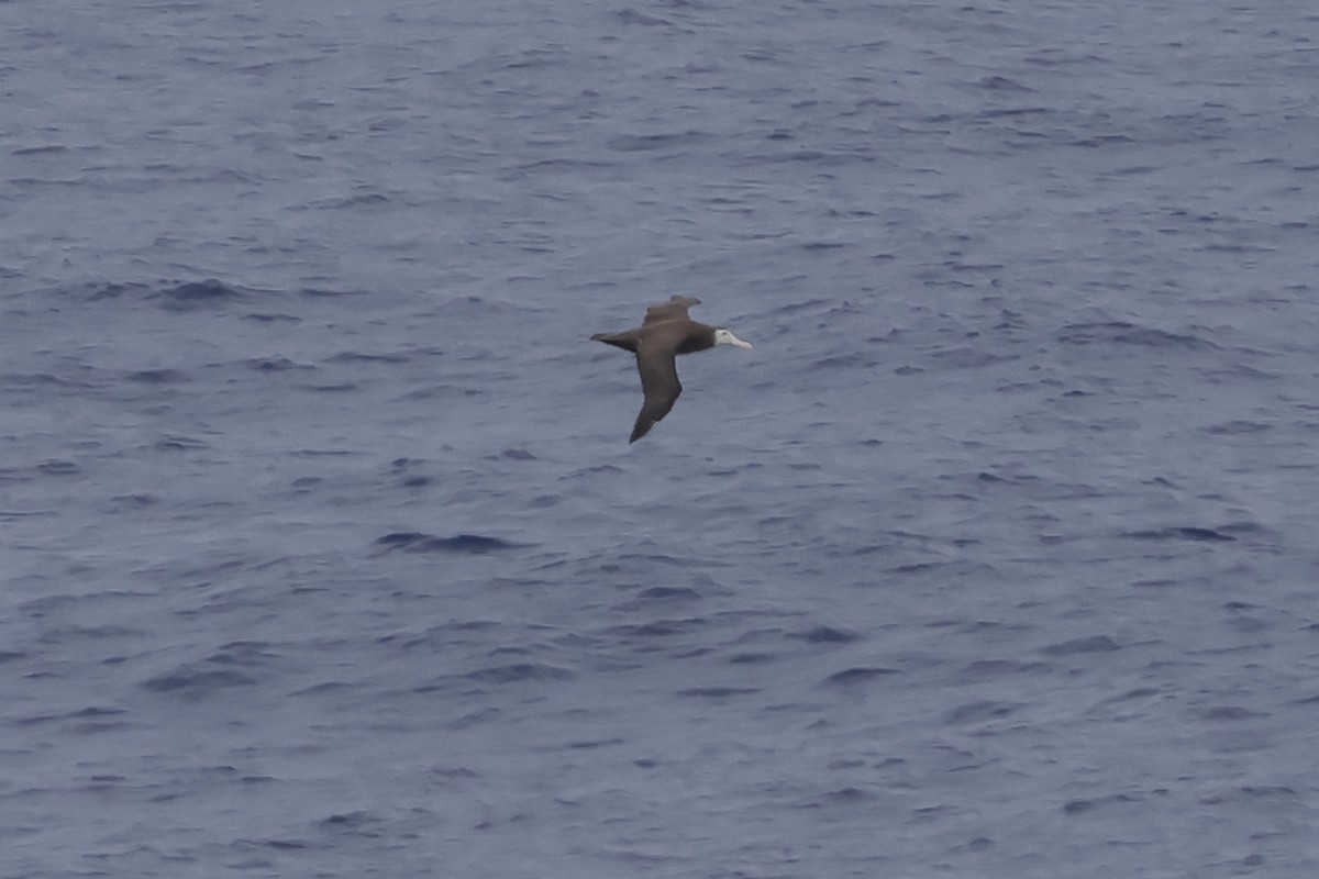 Antipodean Albatross (gibsoni) - ML621064693
