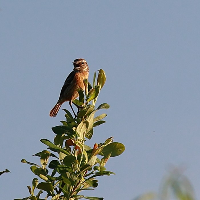 Whinchat - ML621064694