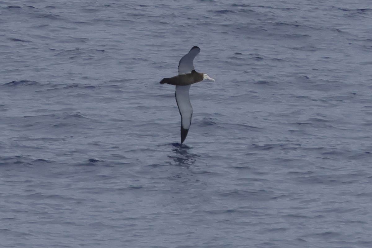 Albatros des Antipodes (gibsoni) - ML621064695