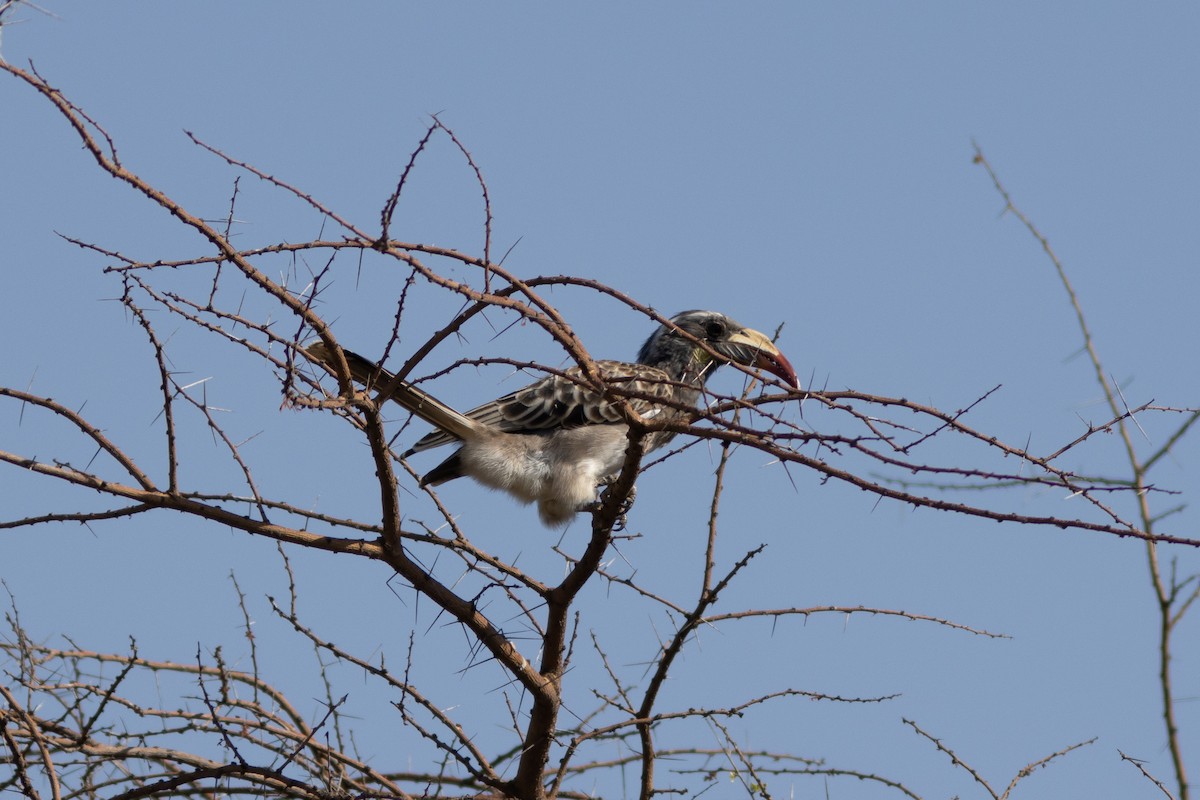 African Gray Hornbill - ML621064696