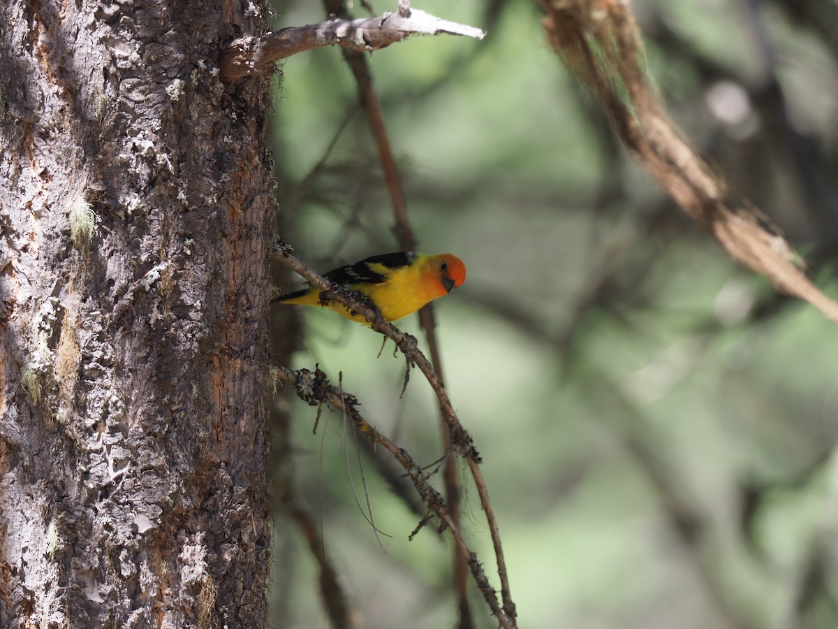 Western Tanager - ML621064698