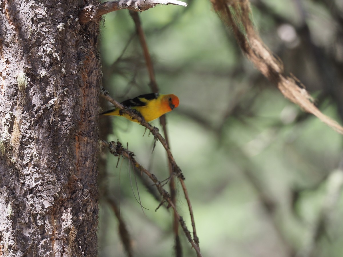 Western Tanager - ML621064703