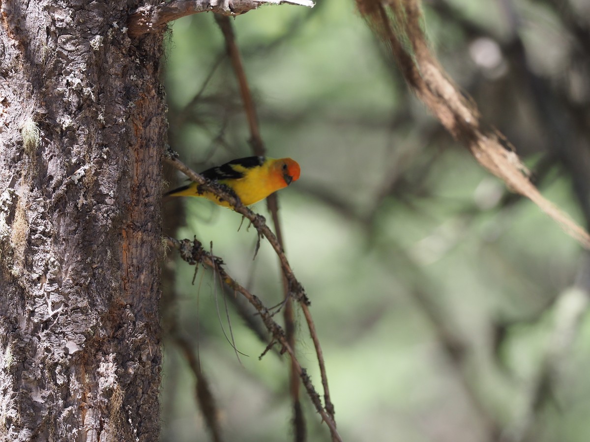 Western Tanager - ML621064705