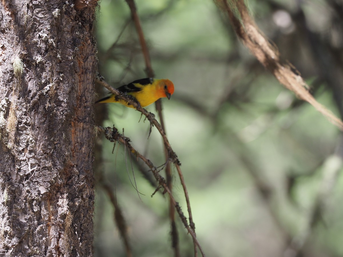 Western Tanager - ML621064706