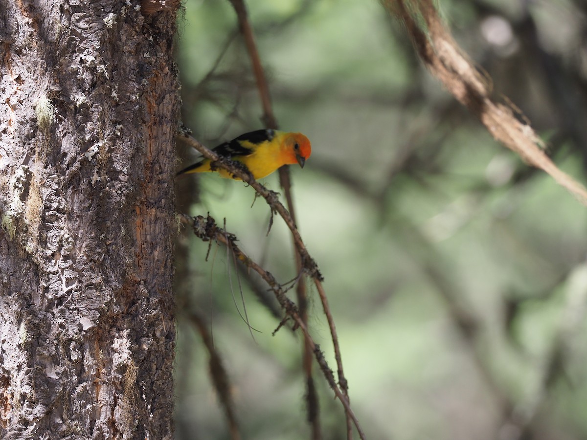 Western Tanager - ML621064707