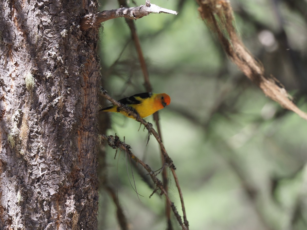 Western Tanager - ML621064708
