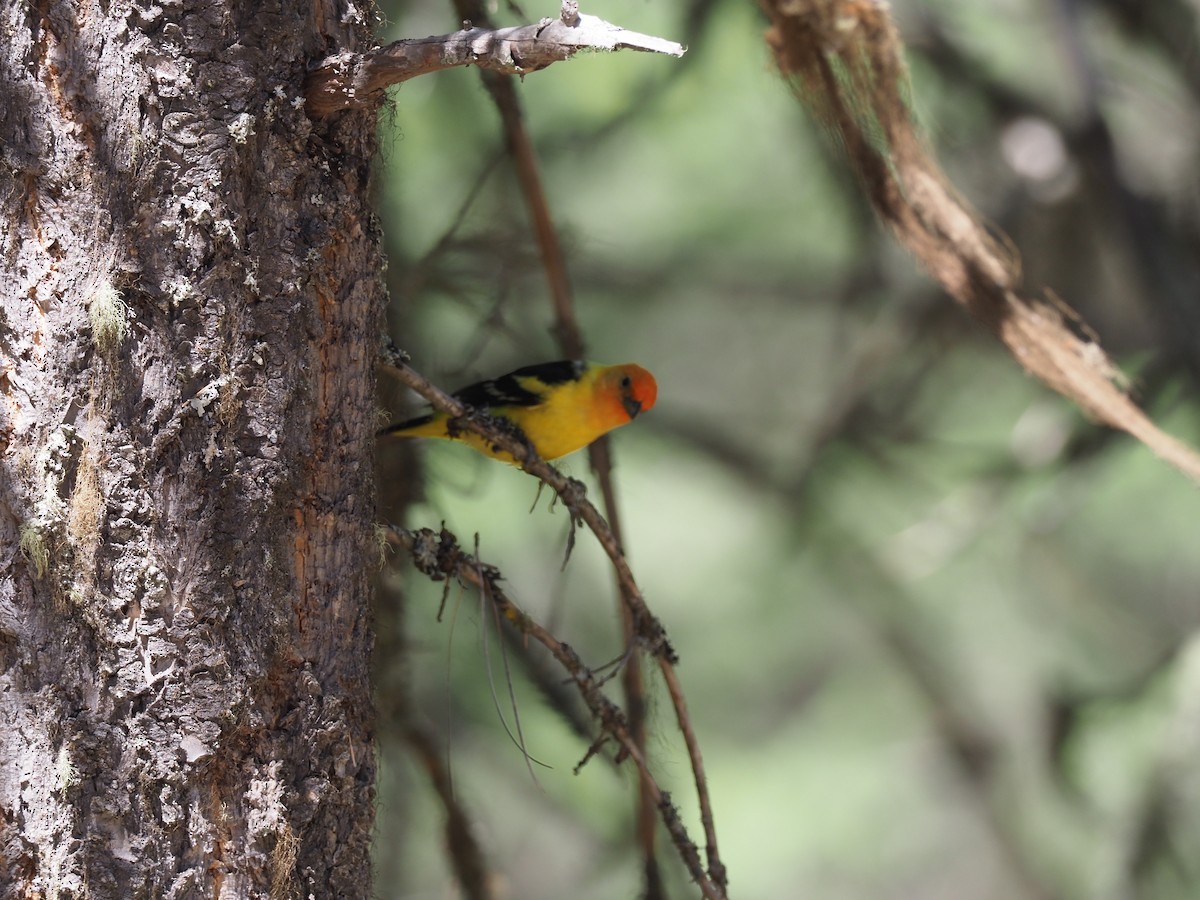 Western Tanager - ML621064709