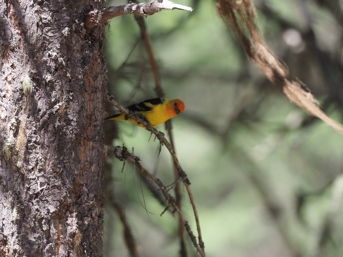 Western Tanager - ML621064712