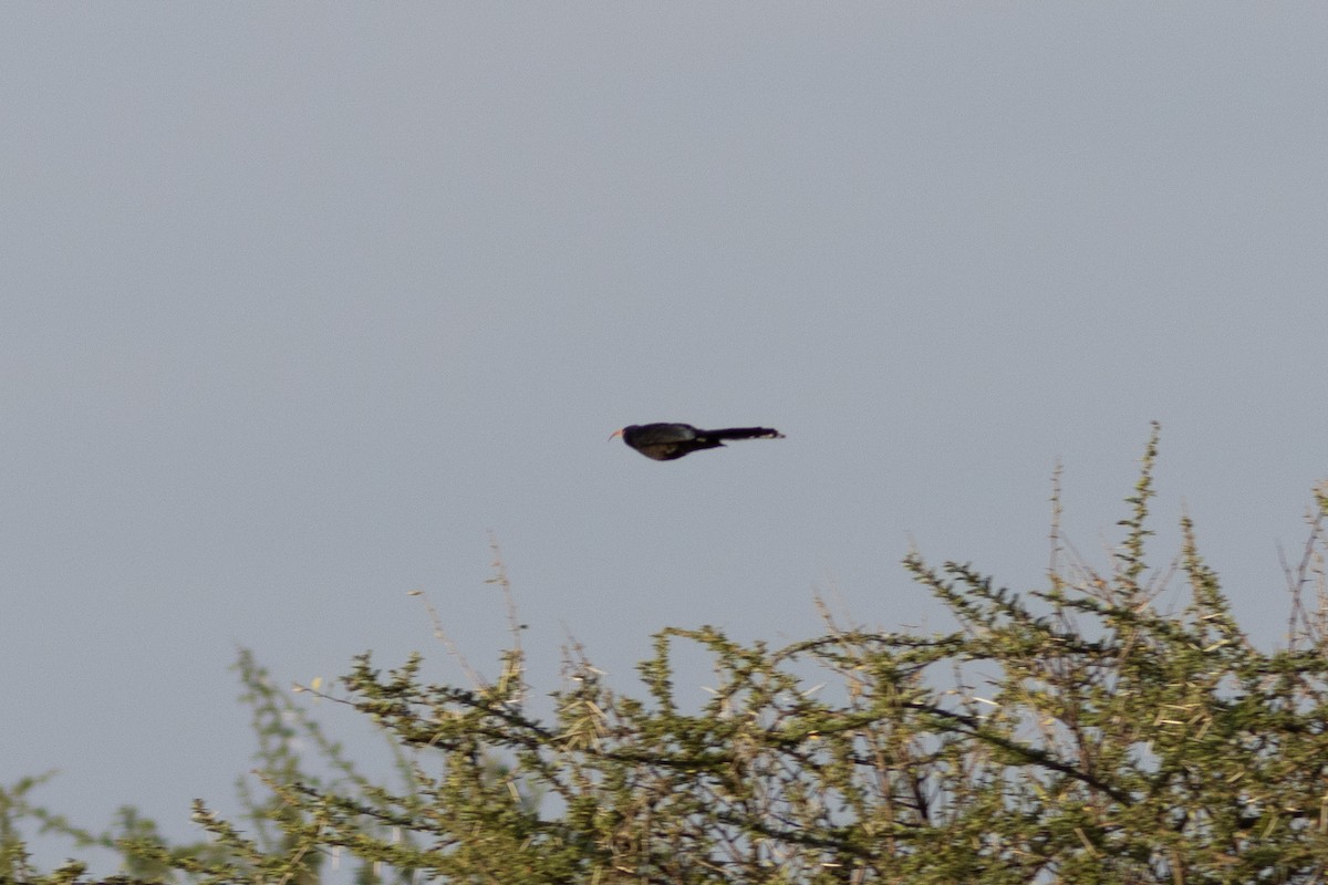 Abyssinian Scimitarbill - ML621064725