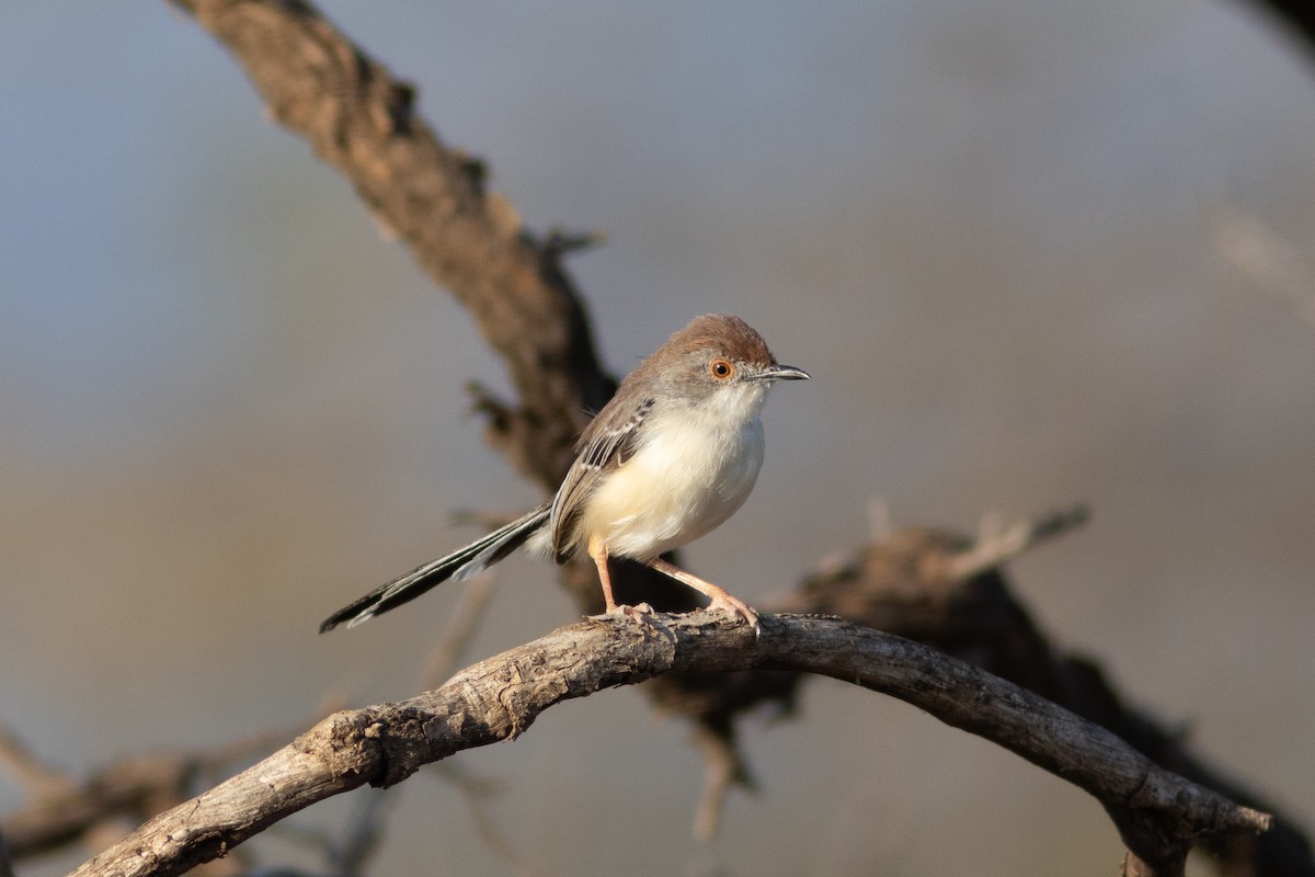 Red-fronted Prinia - ML621064734
