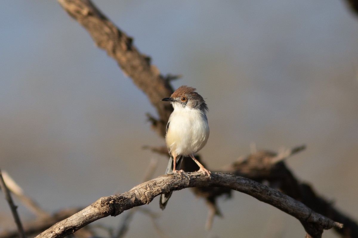 Red-fronted Prinia - ML621064735