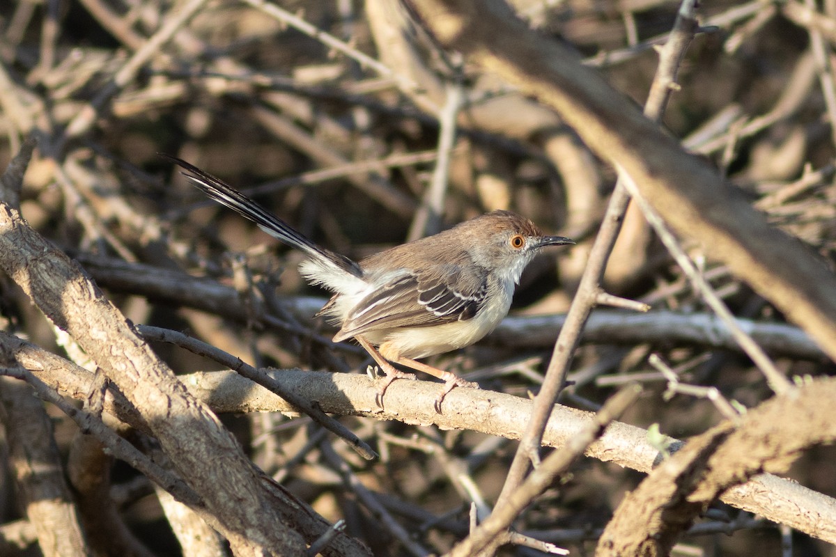 Red-fronted Prinia - ML621064736