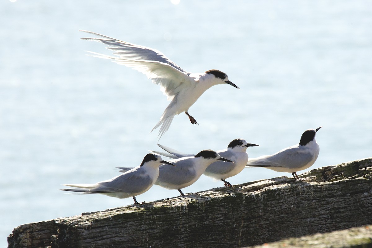 White-fronted Tern - ML621064741