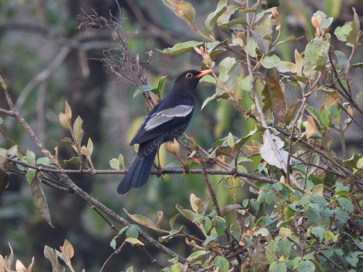 Gray-winged Blackbird - ML621064777