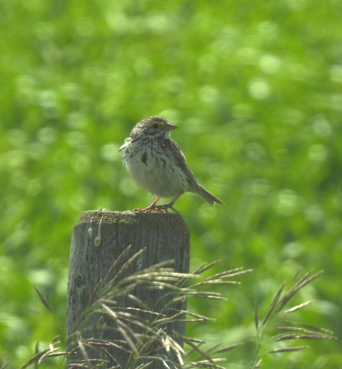 Savannah Sparrow - ML621064788