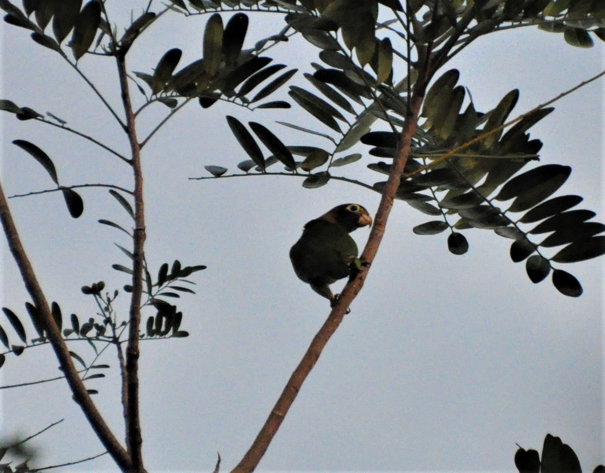 Olive-throated Parakeet - ML621064802