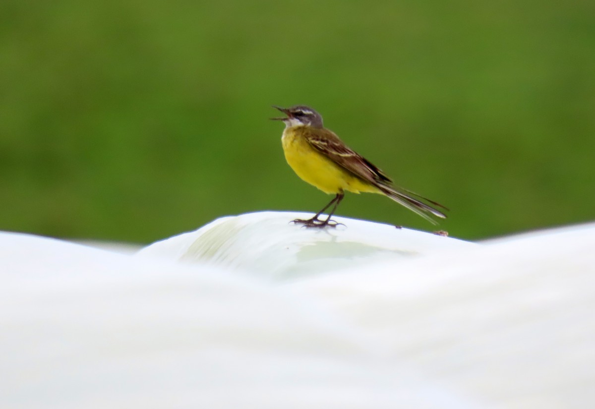 Western Yellow Wagtail - Francisco Javier Calvo lesmes