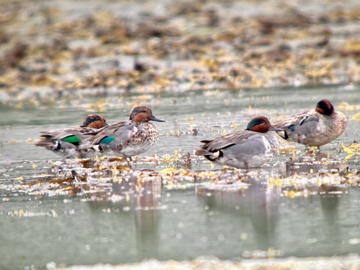 Green-winged Teal - ML621064828