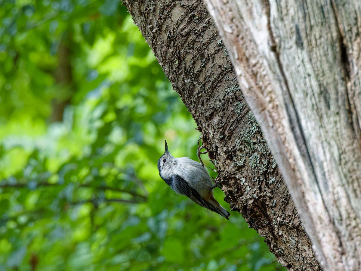 White-breasted Nuthatch - ML621064842