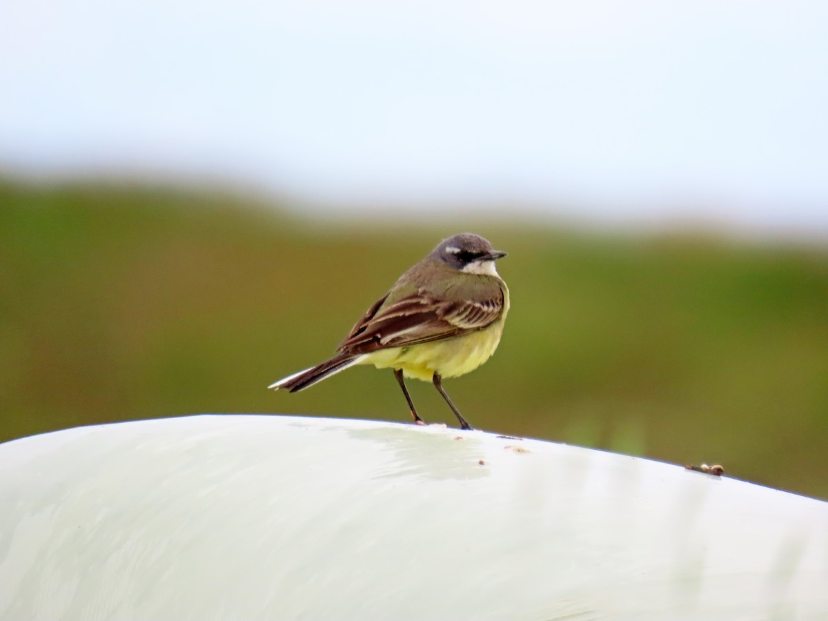 Western Yellow Wagtail - Francisco Javier Calvo lesmes