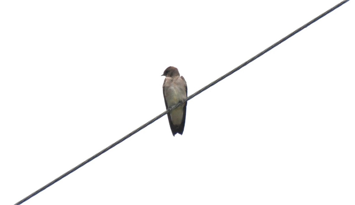Southern Rough-winged Swallow - ML621064856