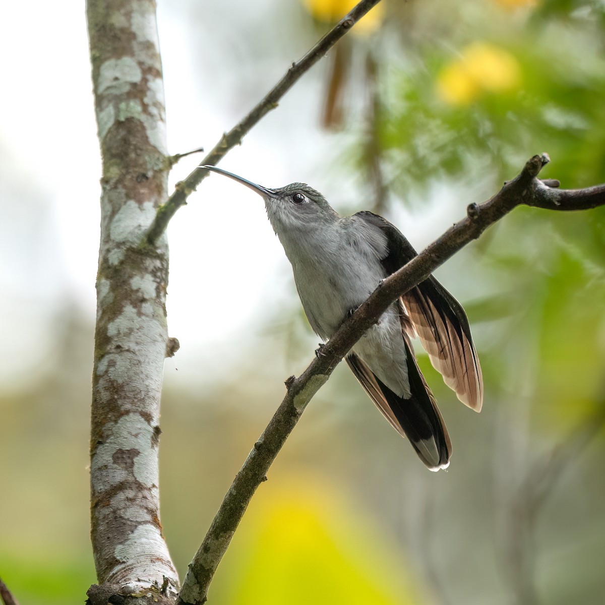 kolibřík šedoprsý - ML621064869
